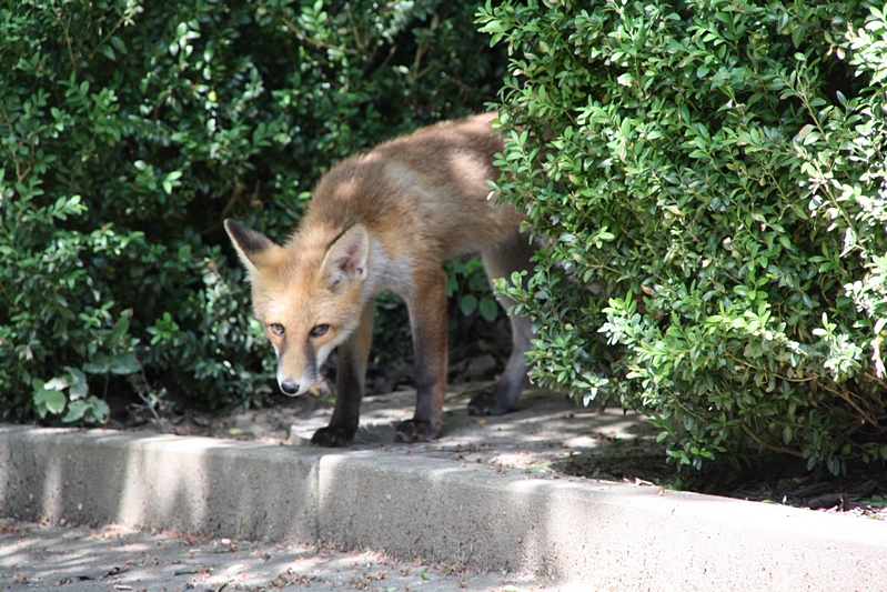 Fuchs gebeugt