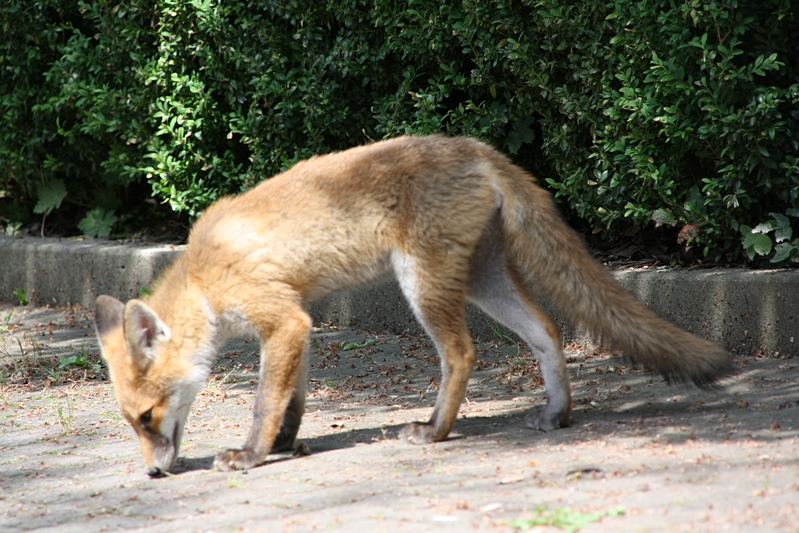 Fuchs nimmt Fhrte auf