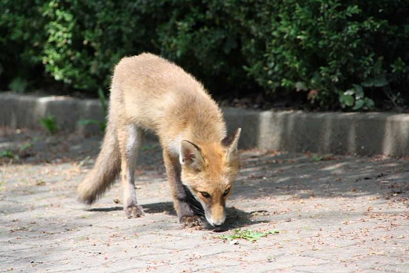 Fuchs schrg von vorn