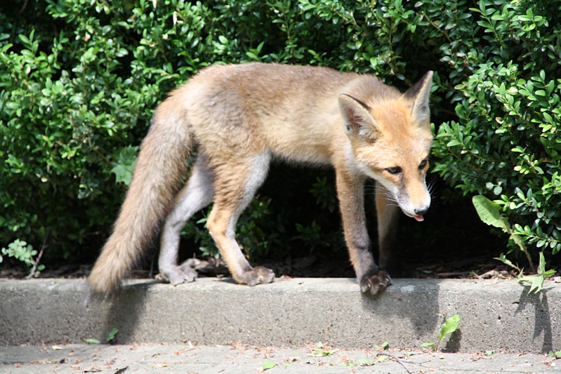 Fuchs, seitlich am Bau