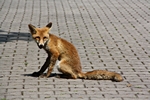 Fuchs sitzend, schaut her