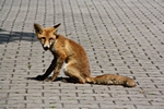 Fuchs sitzend, schaut her