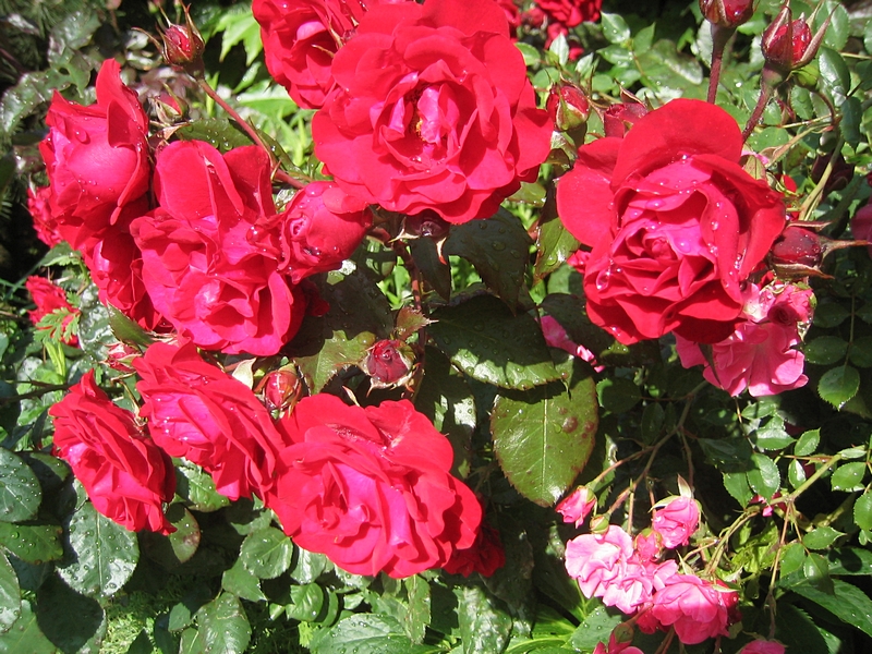 Rosenblüten