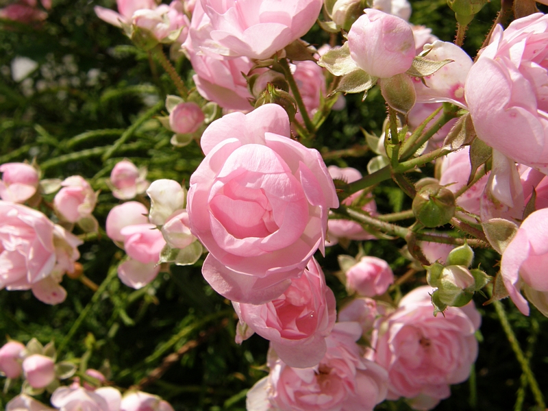 Rosengebüsch