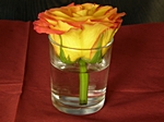 orange Rosenblte im Glas