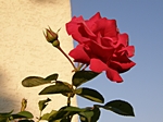 Rote Rose und Rosenknospe am Haus