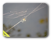 Spinne, gegen das Licht