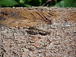 Libelle beim Rinde-Abschaelen